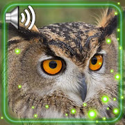 Owls Forest Live Wallpaper