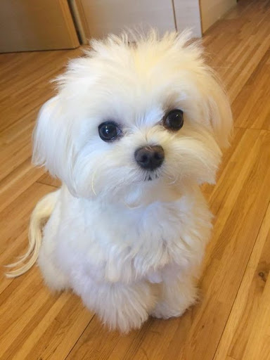Android application Maltese Dog Wallpapers screenshort