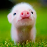 Cover Image of 下载 Mini Pig Wallpapers  APK