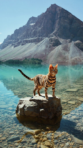 Exotic Cat Wallpapers Screenshot