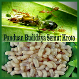 Panduan Budidaya Semut Kroto icon