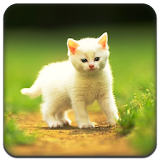 Cute little Cat  Full Theme icon
