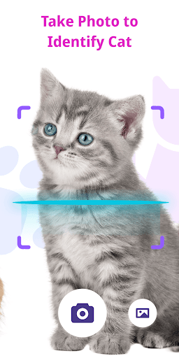 Cat Recognition by Photo Screen 2