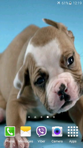 Cute Puppies Video Wallpaper Screen 3