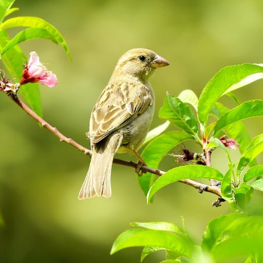 Sparrow Sounds - Sparrow Calls logo