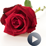 Cover Image of Download Roses Animated Stickers For Wh  APK