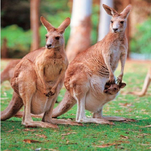 Kangaroo Wallpapers Offline