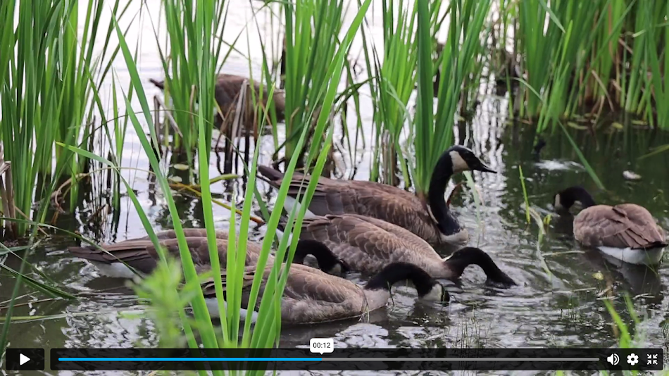 #2. Internet Web Browser (Android) By: MIADA