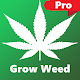 Weed Pro: Grow Weed Farm - Cannabis plants- No Ads Download on Windows
