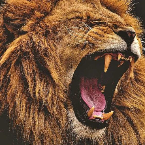 Lion Wallpaper logo