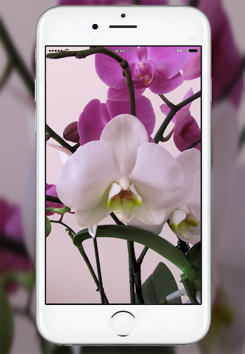 Android application Orchid Flowers Wallpaper screenshort