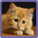 Cute Kitten Sliding Puzzle icon
