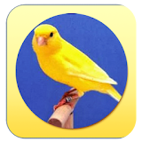 Kenari Birdsound :Canaries icon