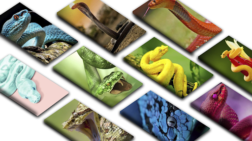 Android application Snake Wallpapers HD screenshort