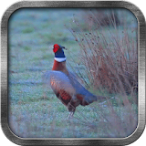 Pheasant Live Wallpaper icon
