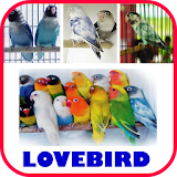 BETERNAK LOVEBIRD JUARA icon