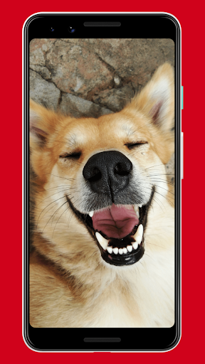 Dogs Wallpapers & Background Screen 2