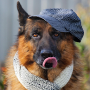 German Shepherd Dog Wallpapers and Backgrounds ?