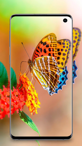 Butterfly Wallpaper - Colorful Screen 2