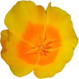 Symbolbild für Central California Wildflowers