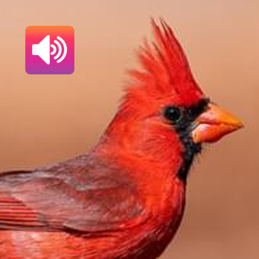 Cardinal Bird: Sound,Ringtones logo
