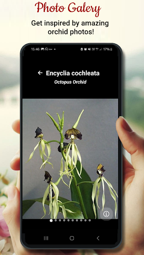 Orchid Catalog