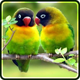 Love Birds Wallpapers icon