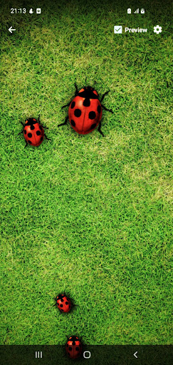 Ladybug Live Wallpaper Screen 3