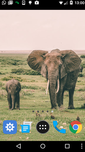 african elephant wallpaper Screen 2