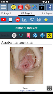 Anatomia da Vulva