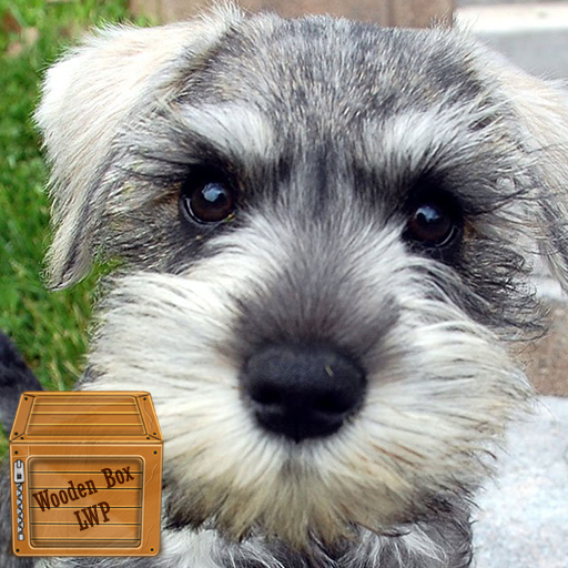 schnauzer wallpaper logo