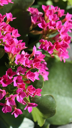 Flaming Katy Wallpaper