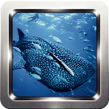 Whale Shark Wallpapers icon