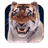 Young Tiger 3D Live Wallpap icon
