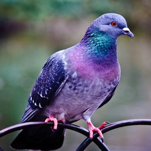 Pigeon Wallpapers logo