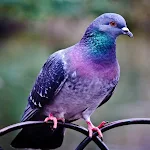 Cover Image of Tải xuống Pigeon Wallpapers  APK