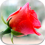 Cover Image of Download Roses 🌹 Flowers Stickers 💐🌷🌺🌸🌼 WastickerApps 1.0 APK