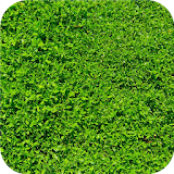 Fresh green grass.Wallpaper icon