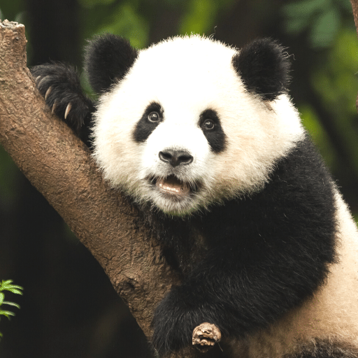 Panda Sounds logo