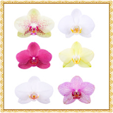 Orchid Flowers Onet Game icon