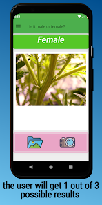 Male or Female cannabis? 1.5 APK + Mod (Free purchase) for Android