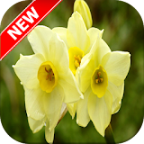 Daffodil Wallpapers icon
