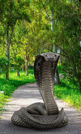 Cobra Attack Live Wallpaper Screen 3