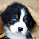 Cute Dog Wallpapers