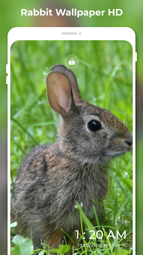 Rabbit Wallpapers HD: 4K FHD Screen 3