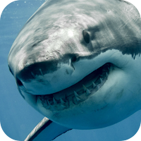 White Shark Video Wallpaper
