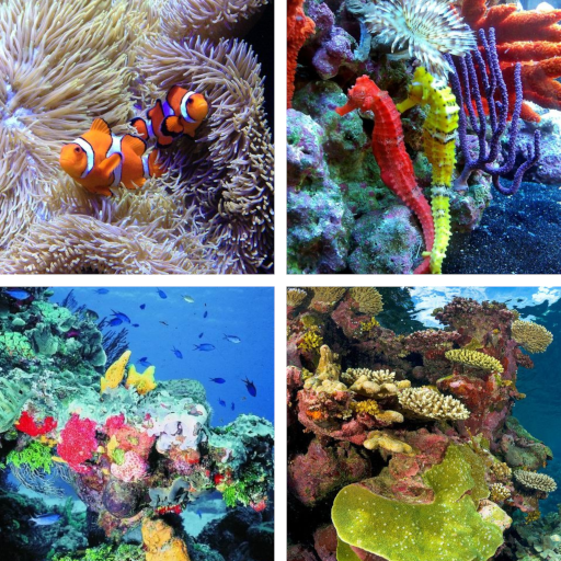 Coral Reef HD Wallpapers - Apps en Google Play
