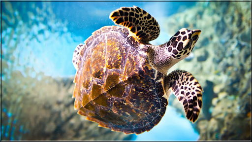 Android application Animals Puzzles Jigsaw screenshort