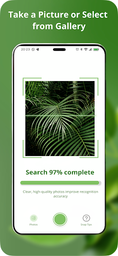 Identify This Plant Sick