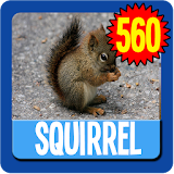 Squirrel Wallpaper HD Complete icon